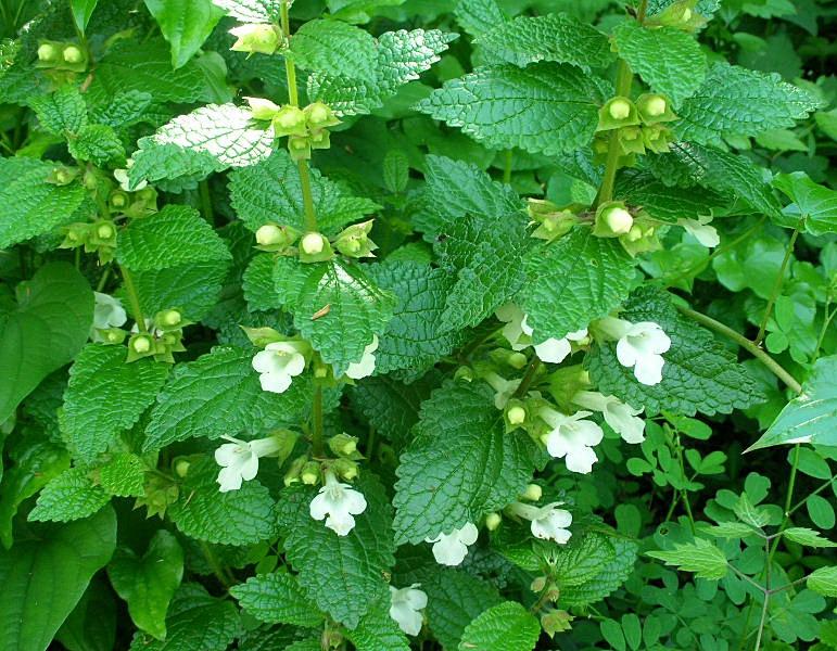 Melittis melissophyllum / Erba limona comune